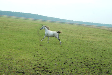 horses koń konie © Nadia