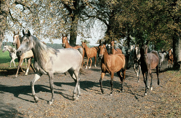 horse horses koń konie © Nadia
