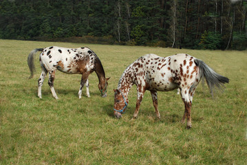horse horses koń konie © Nadia