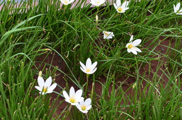 White flowers in soil