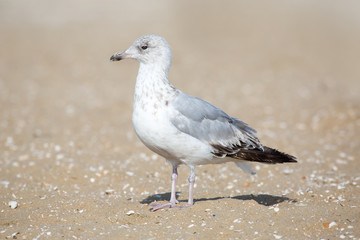 Möwe am Strand