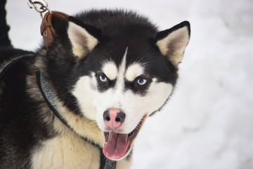 Siberian Husky dog black and white colour with blue eyes