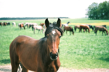 horse horses koń konie © Nadia