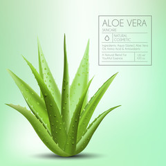 aloe vera with fresh drops of water