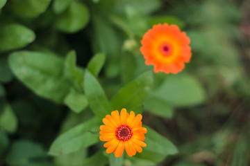 Two orange flowers