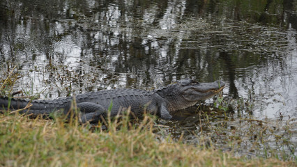 Alligator