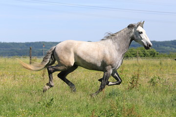 Obraz premium Pferd in der Natur