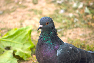 a dark blue pigeon