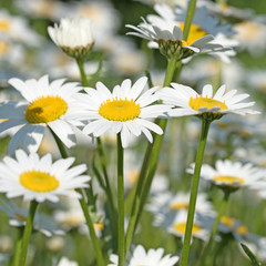 Obraz premium Margeriten, Leucanthemum