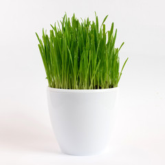 Grass in a white flower pot, isolated on white background
