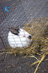 Obraz premium Rabbit in the zoo