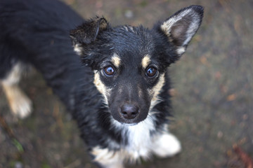 The little black puppy homeless