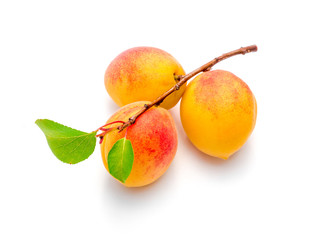 Ripe bunch of apricots on branch with leaves, isolated on white.