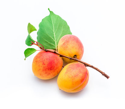 Ripe bunch of apricots on branch with leaves, isolated on white.