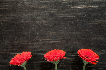 Fototapeta na wymiar Three red gerber flowers on the bottom of vintage, black table
