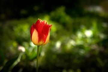 Obraz premium Red with yellow tullip flower in a spring garden.