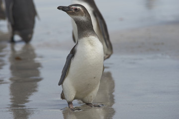 Obraz premium Young Magellanic Penguin (Spheniscus magellanicus) approaches the sea on Bleaker Island in the Falkland Islands.