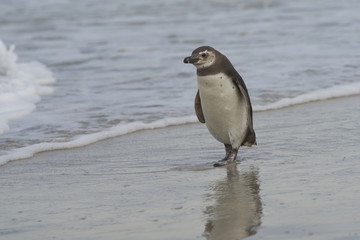 Young Magellanic Penguin (Spheniscus magellanicus) approaches the sea on Bleaker Island in the Falkland Islands.
