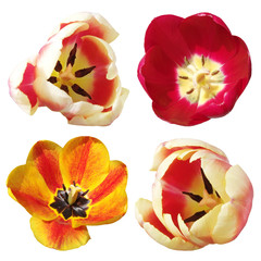 Four tulips isolated on white background 