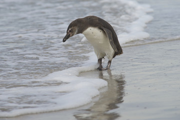 Young Magellanic Penguin (Spheniscus magellanicus) approaches the sea on Bleaker Island in the Falkland Islands.