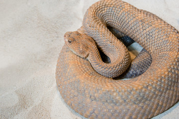 Coiled Rattlesnake – A rattlesnake is coiled up on white sand.