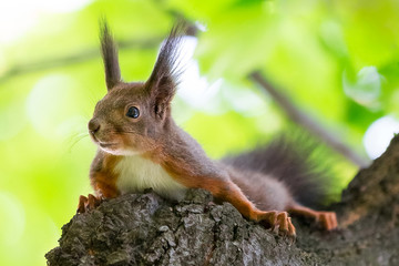 Naklejka na ściany i meble Eurasian red squirrel, Sciurus vulgaris, in the tree top, against young green leaves