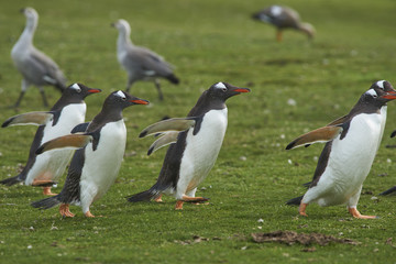 Gentoo Penguins (Pygoscelis papua) walking back to their colony across the green grass of Bleaker Island in the Falkland Islands.