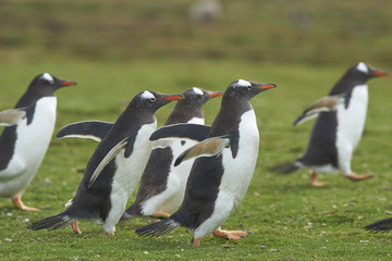 Gentoo Penguins (Pygoscelis papua) walking back to their colony across the green grass of Bleaker Island in the Falkland Islands.