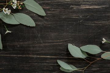 Fresh eucalyptus leaves with little white flowers in the corners of a vintage, black, wooden table
