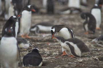 Gentoo Penguin (Pygoscelis papua) interacting with its chick on Bleaker Island in the Falkland...
