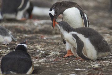 Gentoo Penguin (Pygoscelis papua) interacting with its chick on Bleaker Island in the Falkland Islands        