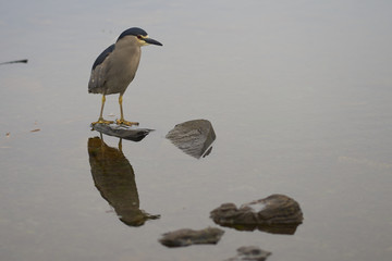 Black-crowned Night-heron (Nycticorax nycticorax falklandicus) standing on a rock on the coast of Bleaker Island in the Falkland Islands.