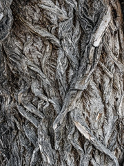 Old willow tree bark