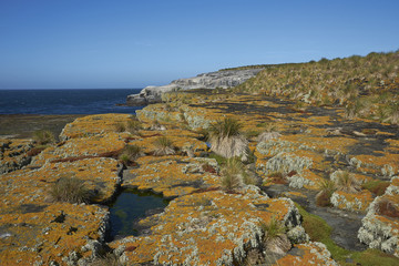 Colourful lichens and plants covering the rocky coastline of Bleaker Island on the Falkland Islands.
