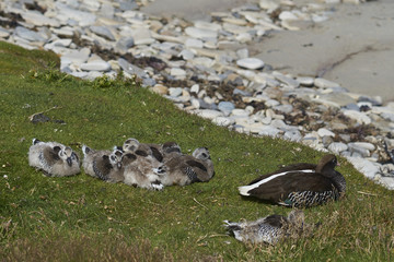 Obraz premium Female Kelp Goose (Chloephaga hybrida malvinarum) with a brood of goslings on the rocky coast of Carcass Island in the Falkland Islands.