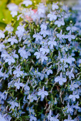 Small blue flowers on big flowerbed at summer garden.
