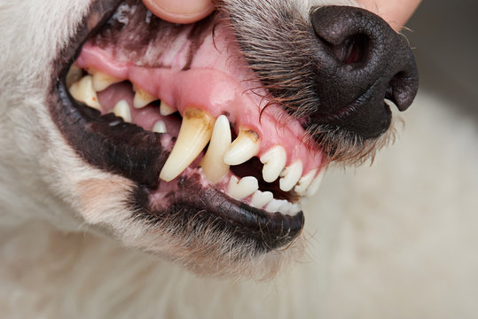 Dog teeth with cavities