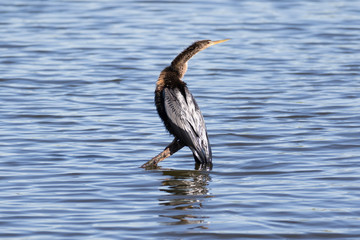 Double-crested cormorant perched on a submerged branch with a rippled water background
