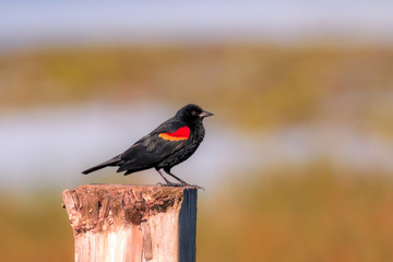 Male blackbird perched on fence post