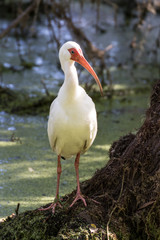 White ibis escaping the flora filled marsh water by perching on the base of a cypress tree
