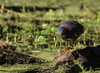 Green heron exploring the flora filled marsh water