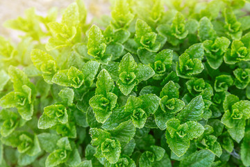 viele frische Minze Pflanzen im Garten