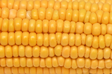 Close-up waxy corn kernel white and yellow on a white background. Gold yellow ripe maize close-up