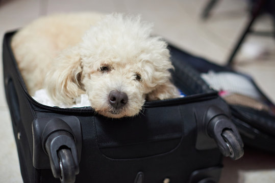 Sleeping poodle dog in suitcase