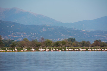 Fototapeta premium Flamingoes at lake kerkini