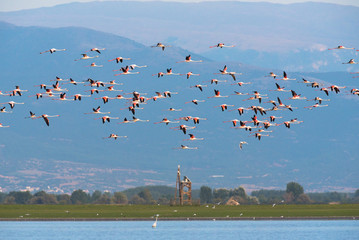 Flamingoes at lake kerkini