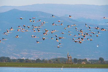 Flamingoes at lake kerkini