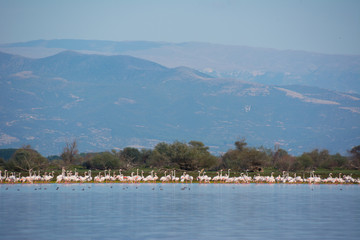 Flamingoes at lake kerkini