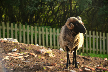 W zagrodzie © Marzena