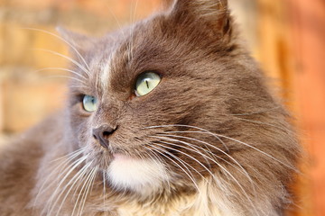 Portrait of beautiful fluffy cat